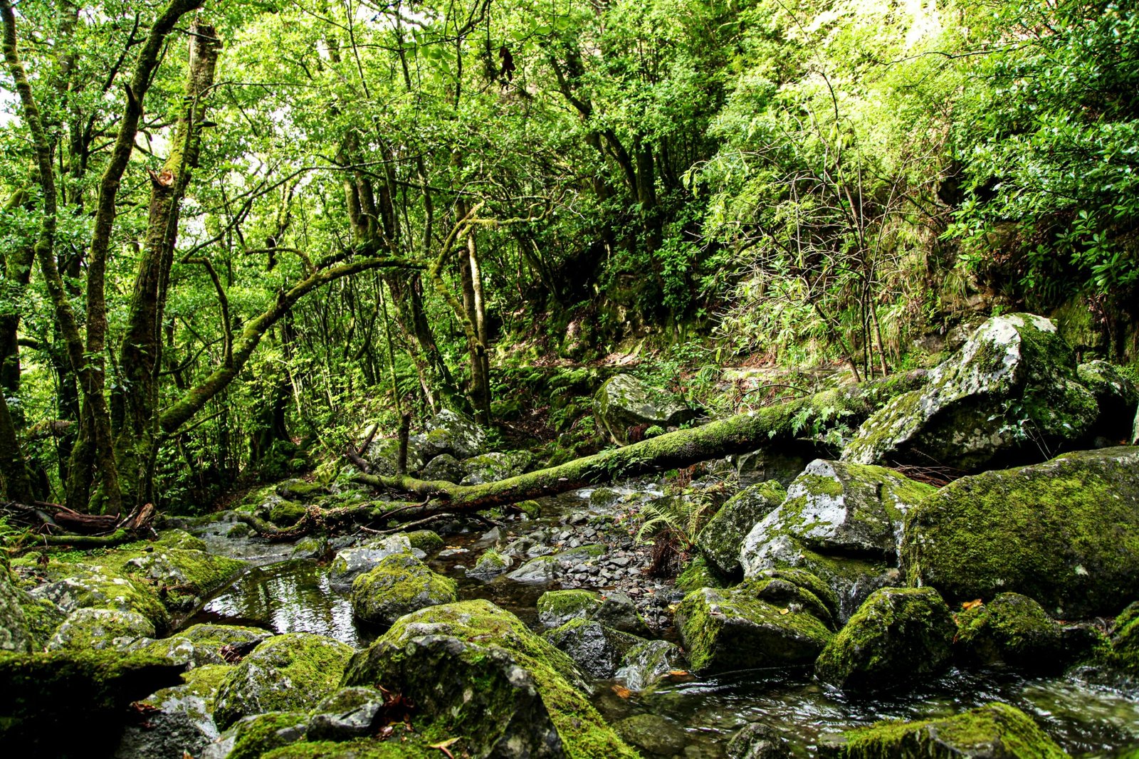 a stream running through a lush green forest